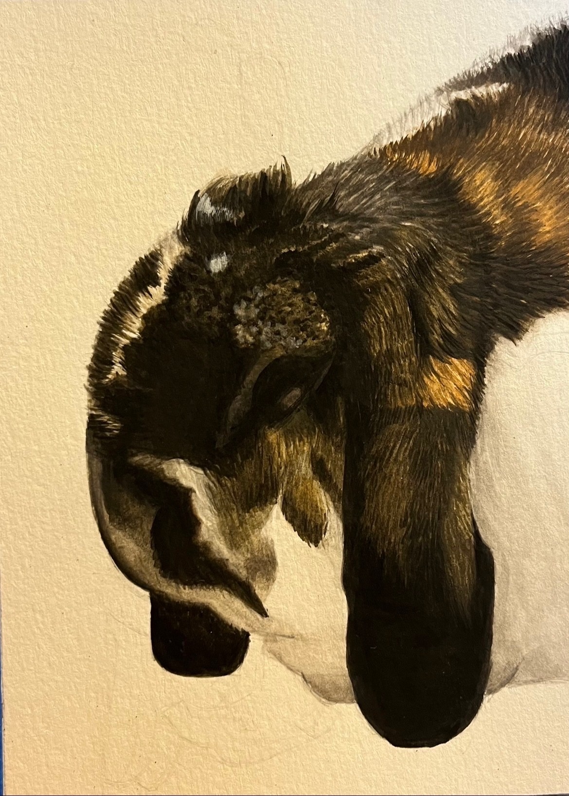 Animal portrait by Kari Koleva